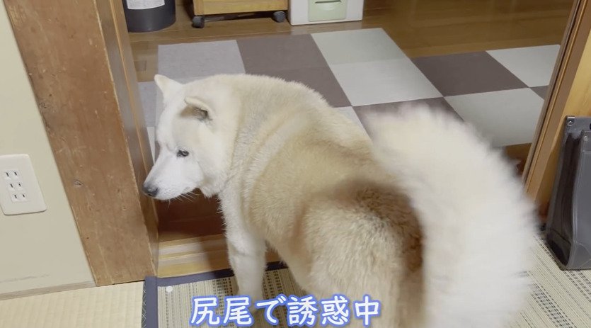 おしりを向ける犬