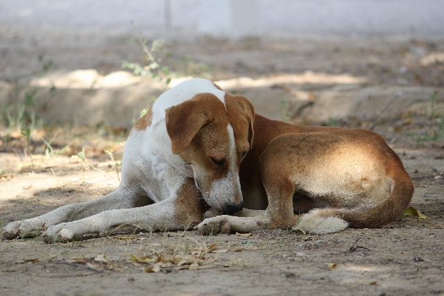 野良犬