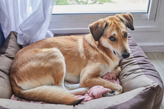 ベッドでくつろぐ上目遣いの茶の犬