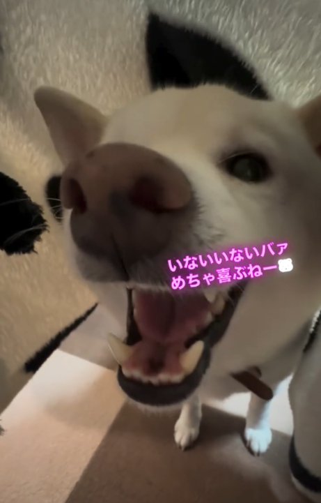 口を大きく開ける犬4