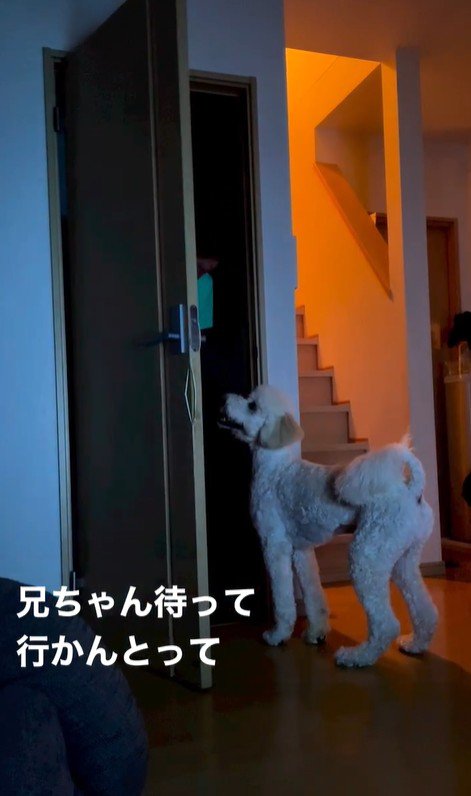 ますお君の人間のような行動4