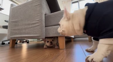 ソファ下にもぐる子犬と追い詰める成犬