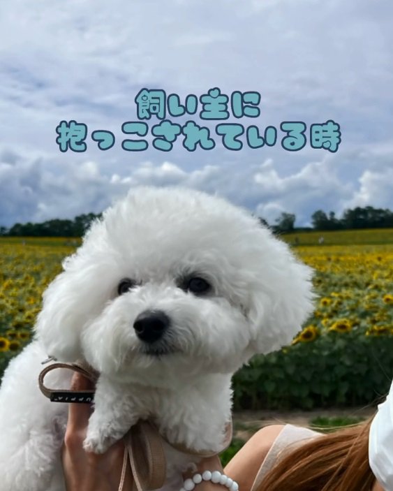 飼い主に抱っこされるもこちゃん
