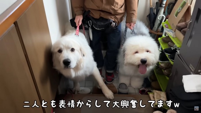 超大型犬コンビも…