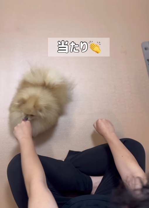 飼い主さんの左手に鼻を近づける小型犬