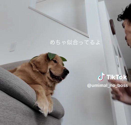 口元がゆるむ犬