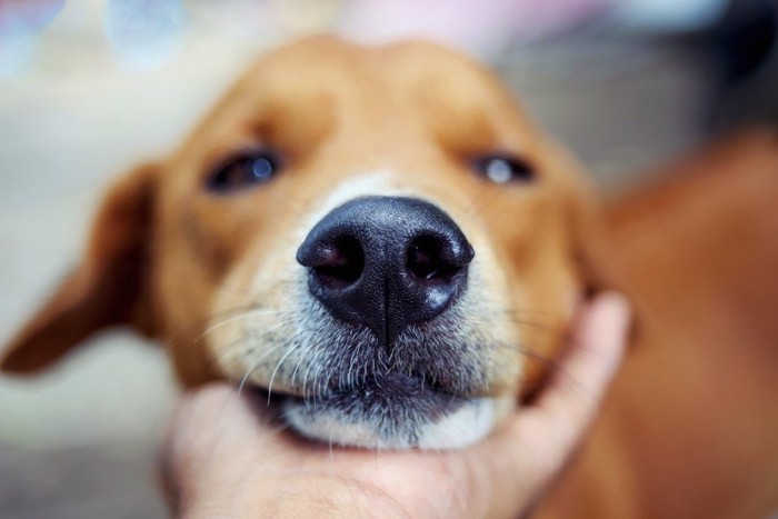 手にアゴを乗せる犬の顔のアップ