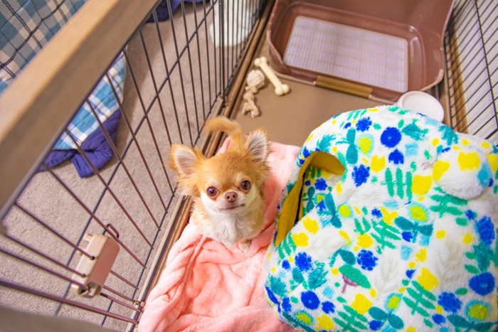 ケージで留守番する犬