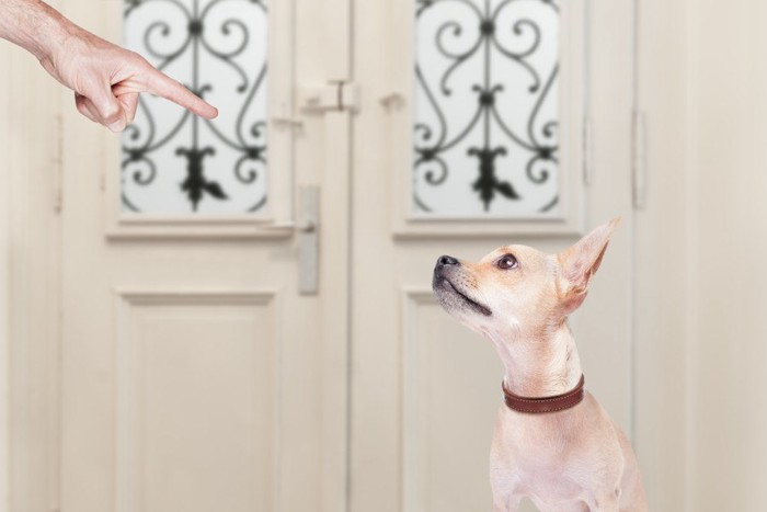 叱る人の手と叱られる犬