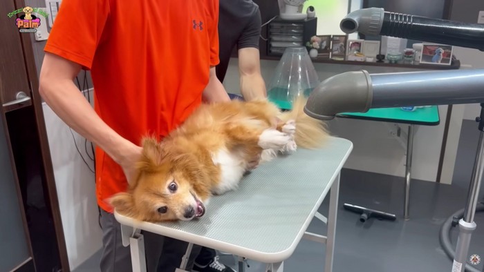 すぐさま体勢を立て直す