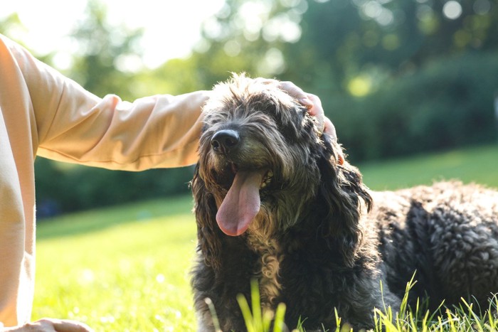 撫でられる犬