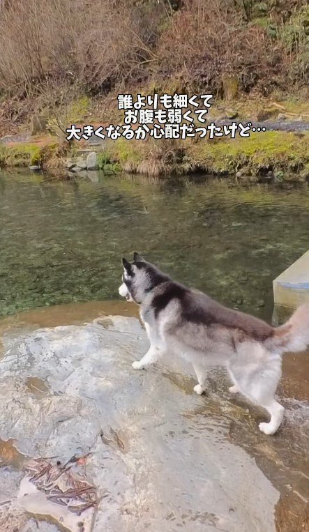 川辺の岩で佇む