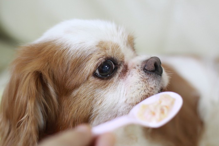 ご飯を食べさせてもらっている犬