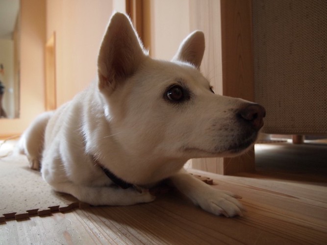 片方の前足をたたんで伏せている犬