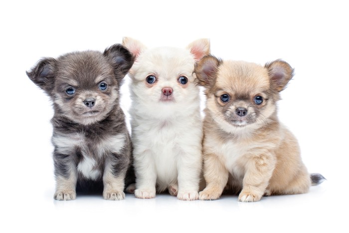 寄り添いあって座る3匹のチワワの子犬たち