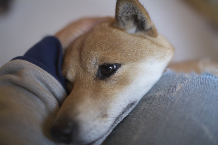 飼い主の膝に顎を乗せる柴犬