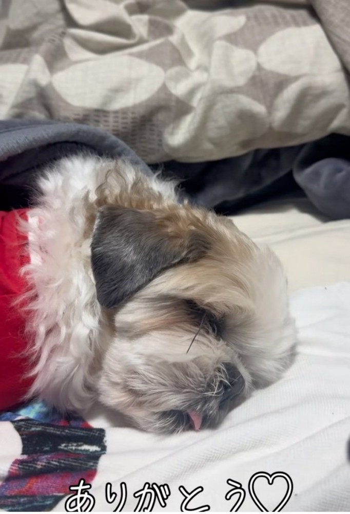 舌を出して眠る犬