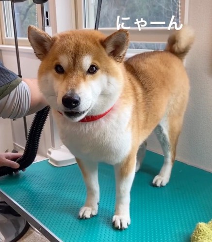 台の上でおしゃべりする柴犬