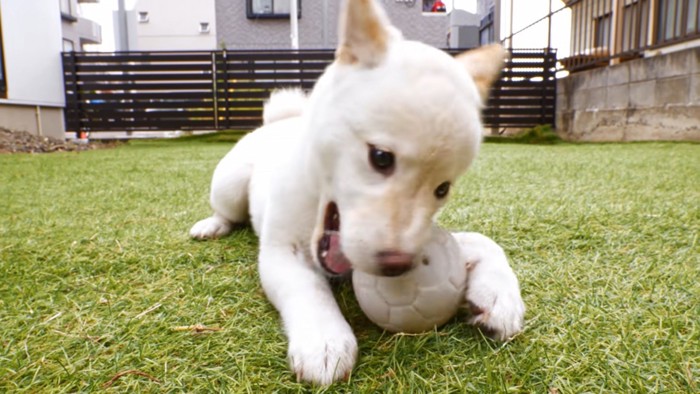 ボールをかじる白い犬