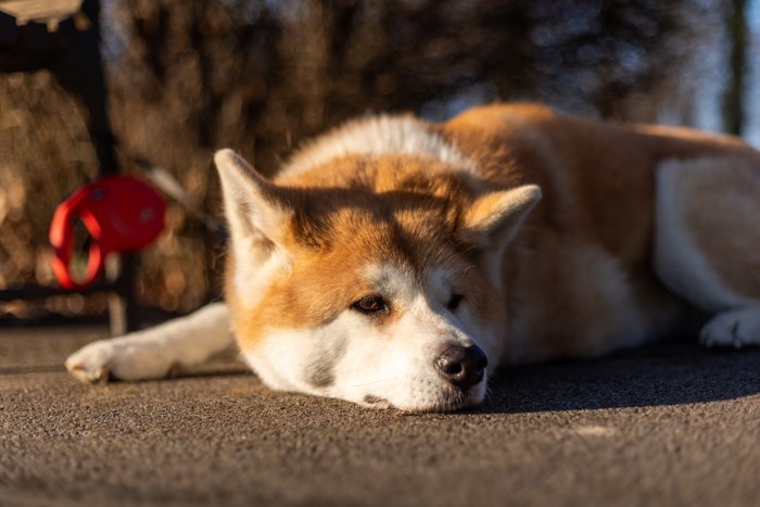 屋外で伏せている秋田犬