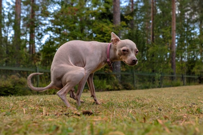 踏ん張っている犬