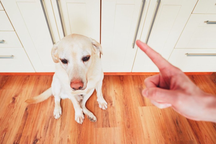 カメラに向かって吠えている犬