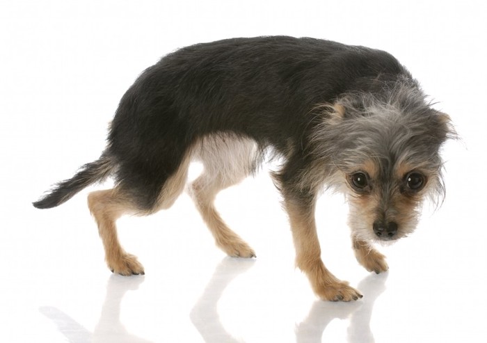 頭としっぽを下げて怯える犬