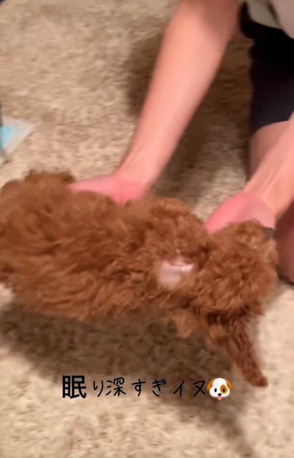 抱えられて移動するシャルマンくん1