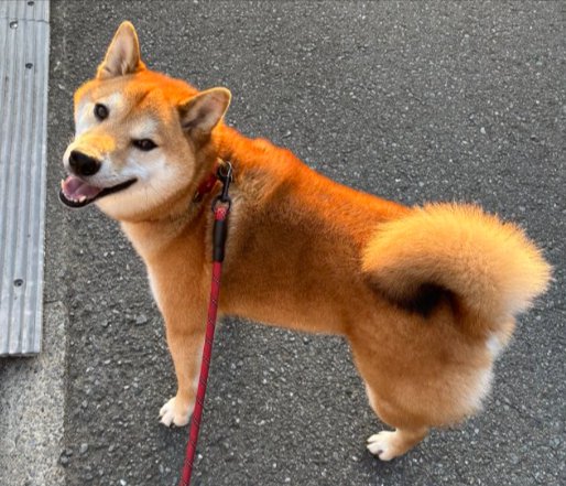 可愛すぎる