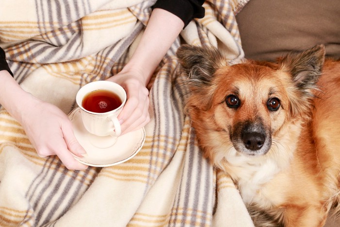 カップに入ったお茶を持つ飼い主のそばで寄り添う犬