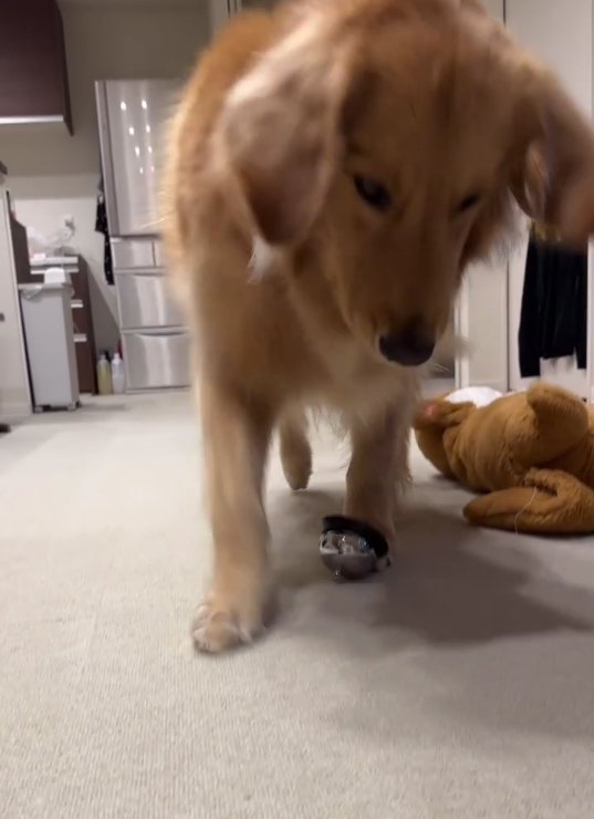 大型犬の足元に転がるベル