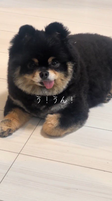 飼い主の言葉を聞いて首を縦に振る犬