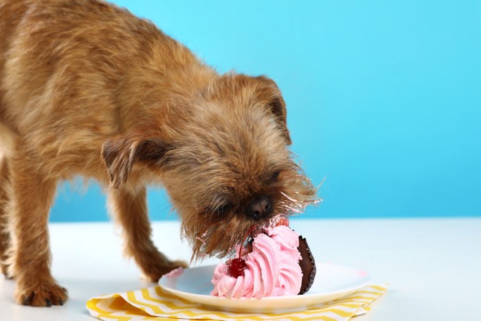 ケーキを食べる犬