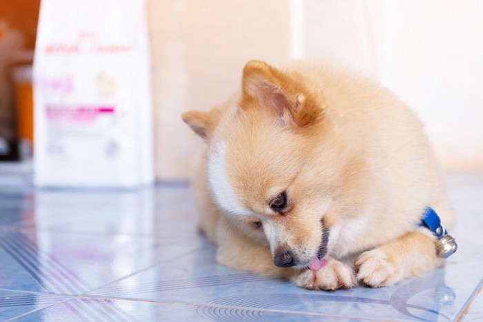 自分の足を舐める犬