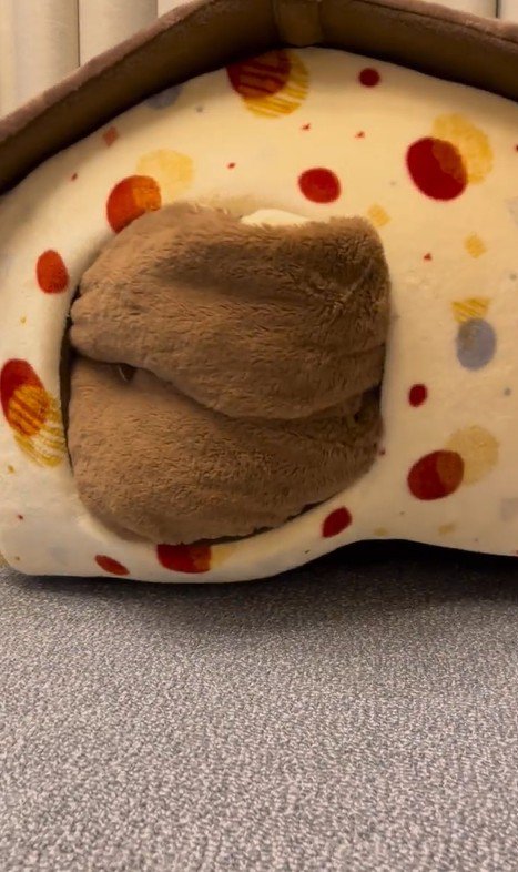 「おやつ」と聞いた文太くんの反応2