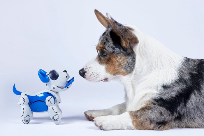 おもちゃの犬を見つめる犬