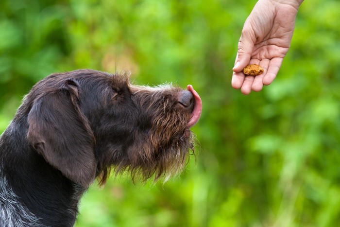 トリーツを見て舌舐めずりする犬