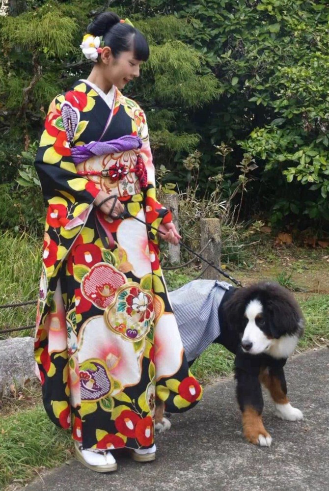 着物を着た女性の方を向く子犬