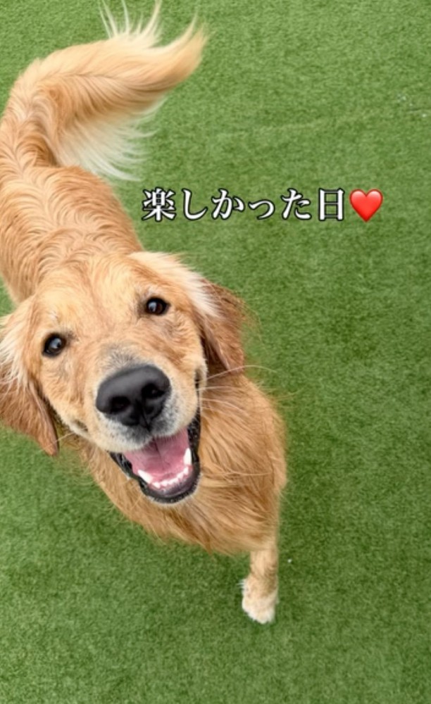 満面の笑みの犬