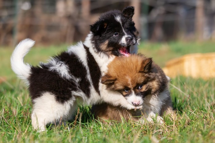 じゃれている2頭の子犬