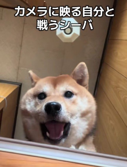 画面の中の自分と格闘!?