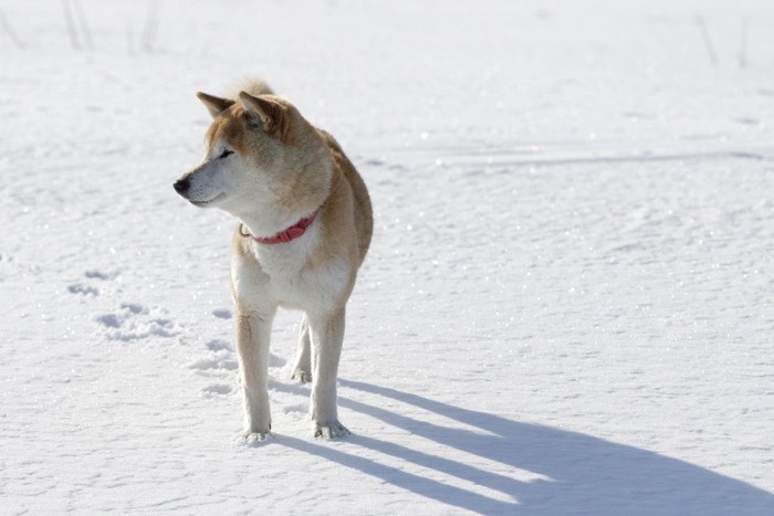 雪の上を歩く柴犬