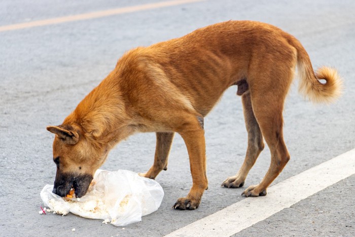 痩せている犬