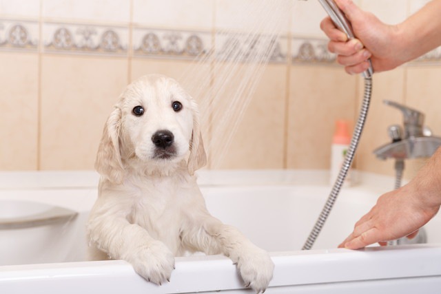 バスタブに入っている白い犬