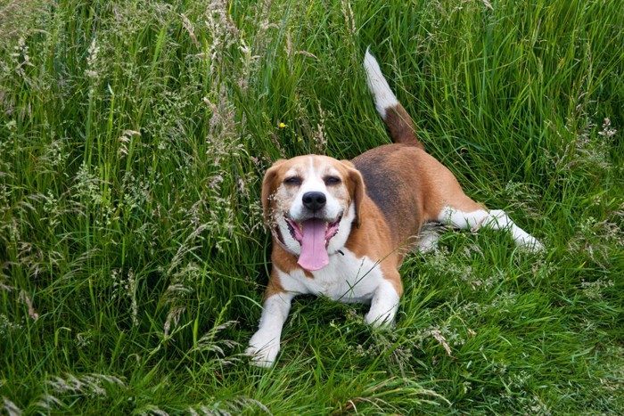 草むらに座り込んでいる犬