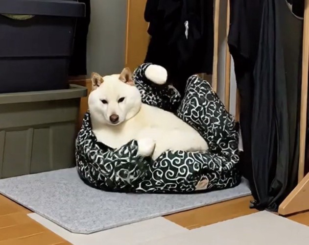 唐草模様のベッドの中で前足を振り上げる犬