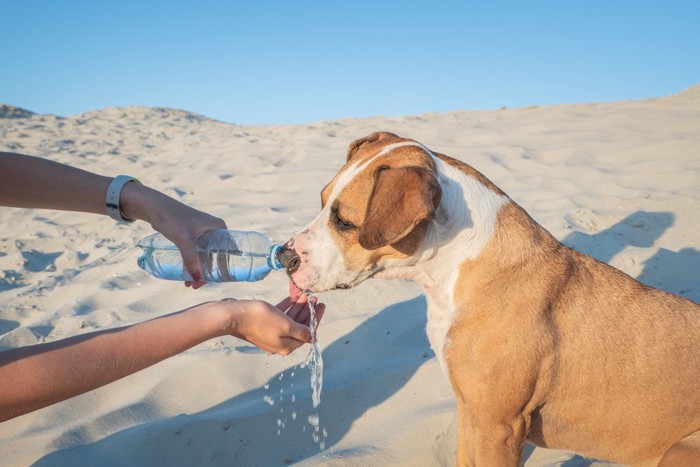 砂浜でペットボトルから水をもらう犬