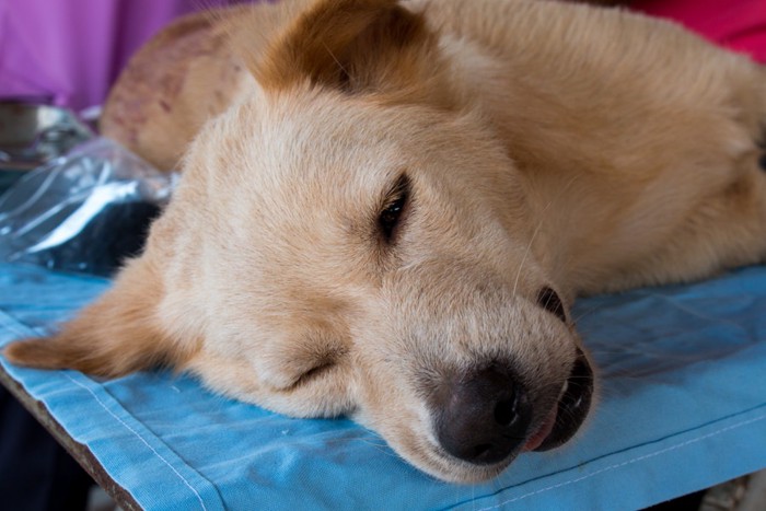 青いシートに横たわる具合の悪そうな犬