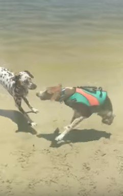 犬ともと遊ぶ