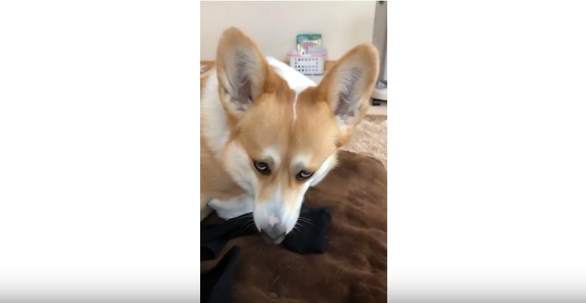 corgi3